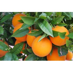 Naranjas 15 Kg